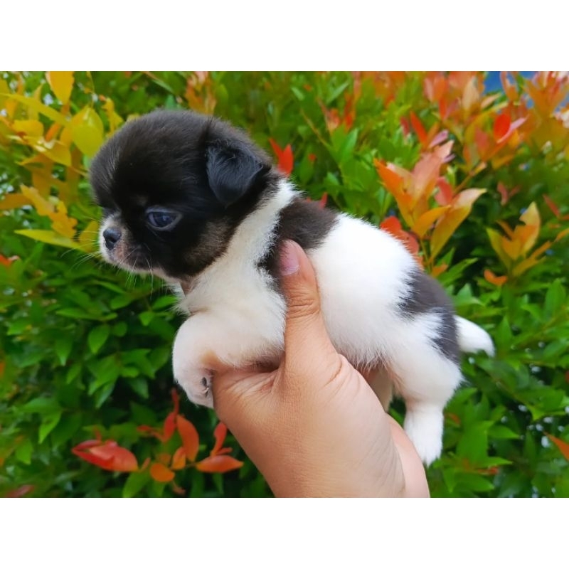 puppy chihuahua longhair teacup size apple head kaki pendek / Dog cihuahua / chh jantan termurah Ope