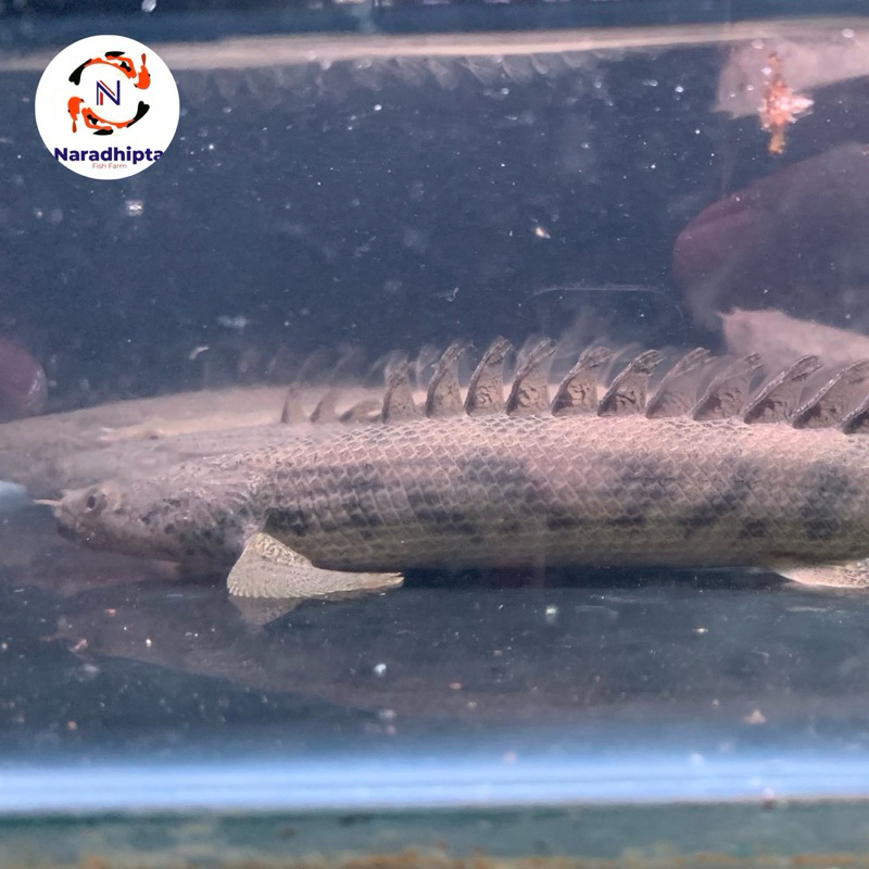 Ikan hias palmas ansorgi tankmate