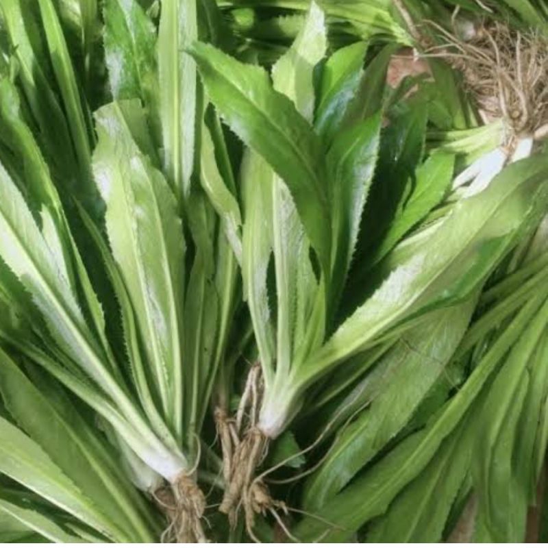 

Daun walang sangit segar fresh paket 50 pohon