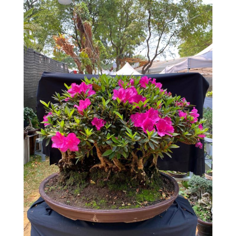 bahan bonsai bunga Azalea