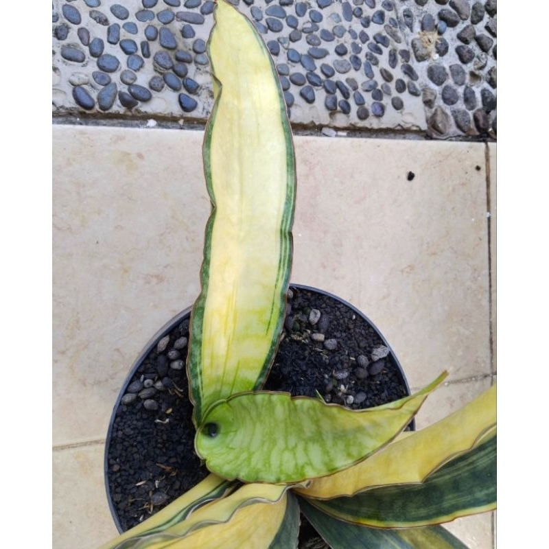 Sansevieria Dragon Jade varigata