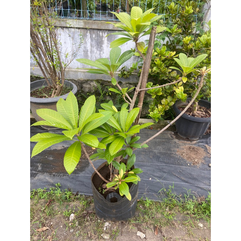 planterbag mamey sapote magana