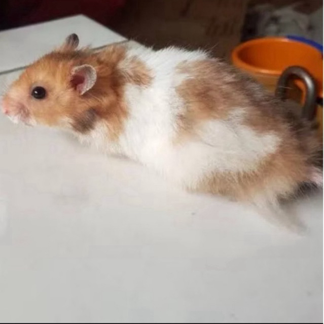 Hamster Syrian Jinak Long hair Golden