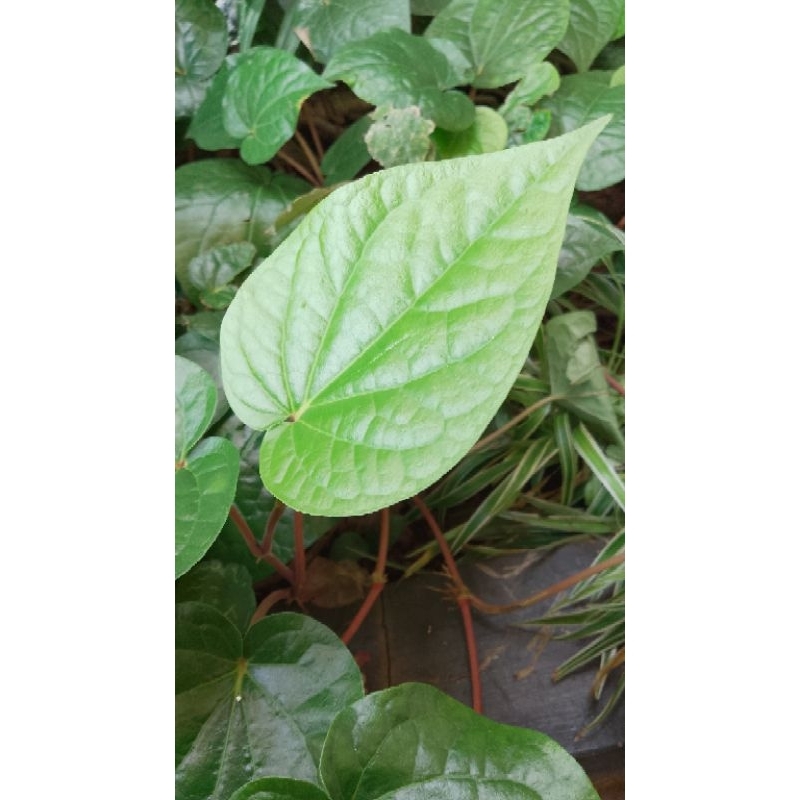 

Daun Sirih Hijau Segar 20 Lembar | Herbal Alami | Tanaman Obat Tradisional | Siap Rebus