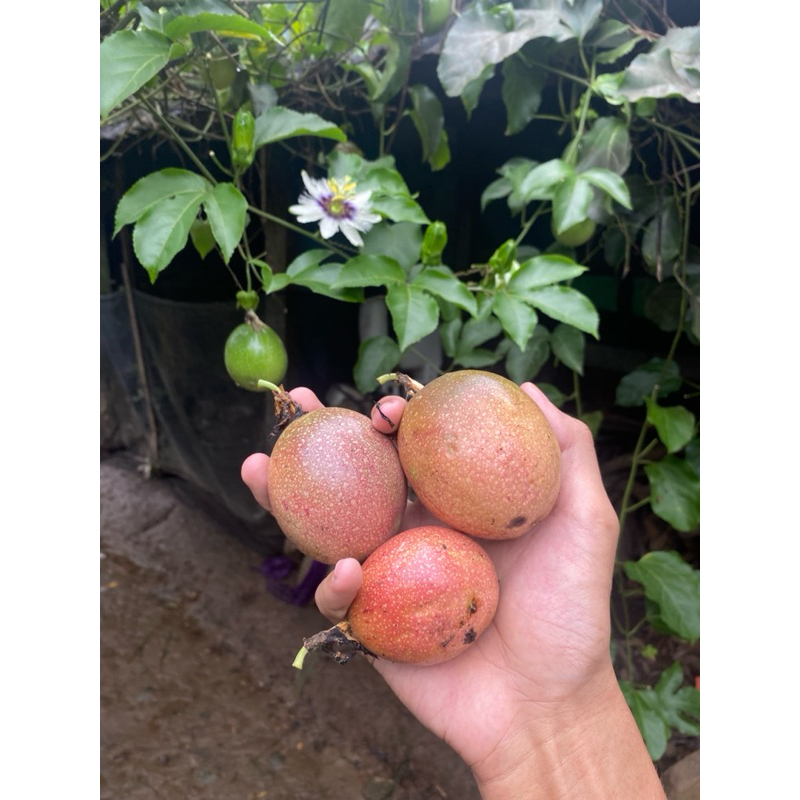 

buah markisa merah segar 1kg