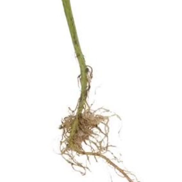 

Jual akar jalantir atau jeletrek segar paket 1 kg