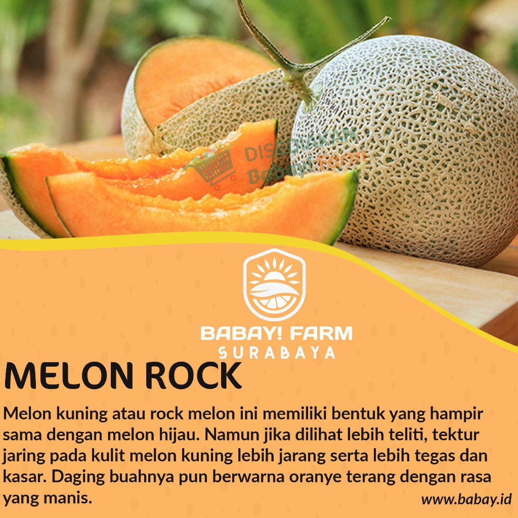 

buah melon rock kuning oranye oren utuh