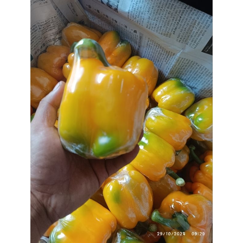 

PAPRIKA KUNING 500 GRAM