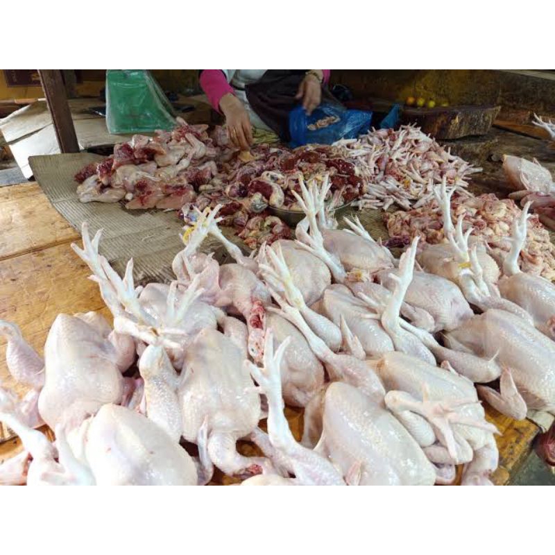 

Ayam segar negeri potong/ ayam negeri segar/ayam boiler segar 1 ekor kurang lebih 1kg