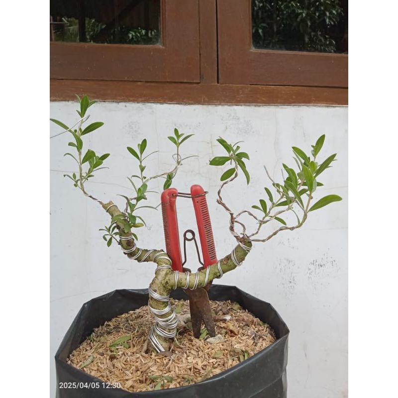 Bahan Bonsai Santigi