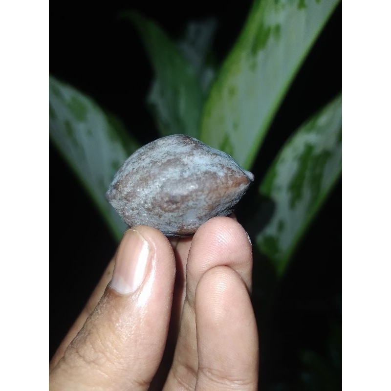 Muncang adu Wadas Lintang original Pasangan super mewah