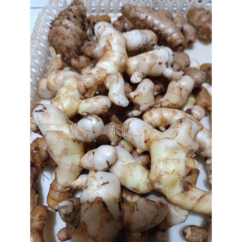 

kunyit putih asli