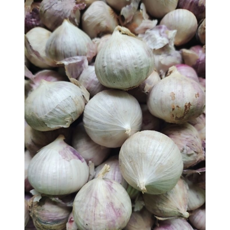 

Bawang Putih Tunggal / Bawang Lanang / Bawang Herbal