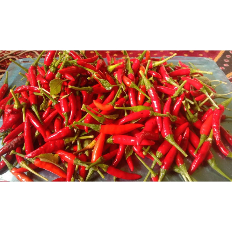 

cabe rawit merah lokal