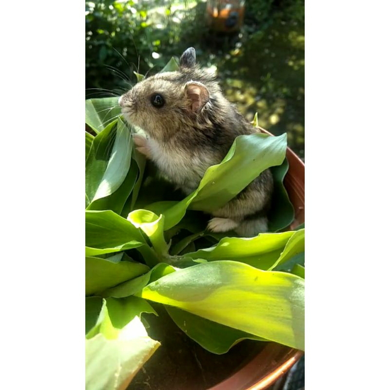 Hamster winter white tiger