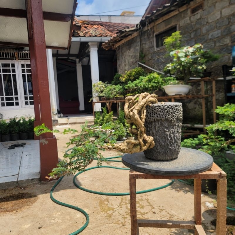 Bonsai pohon asem + Pot nya