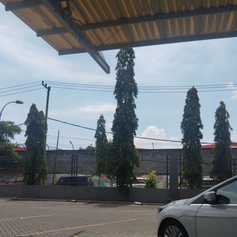 

sayuran fresh