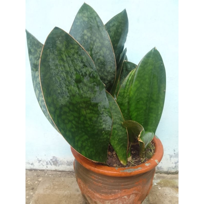 Sansevieria Masoniana / Centong