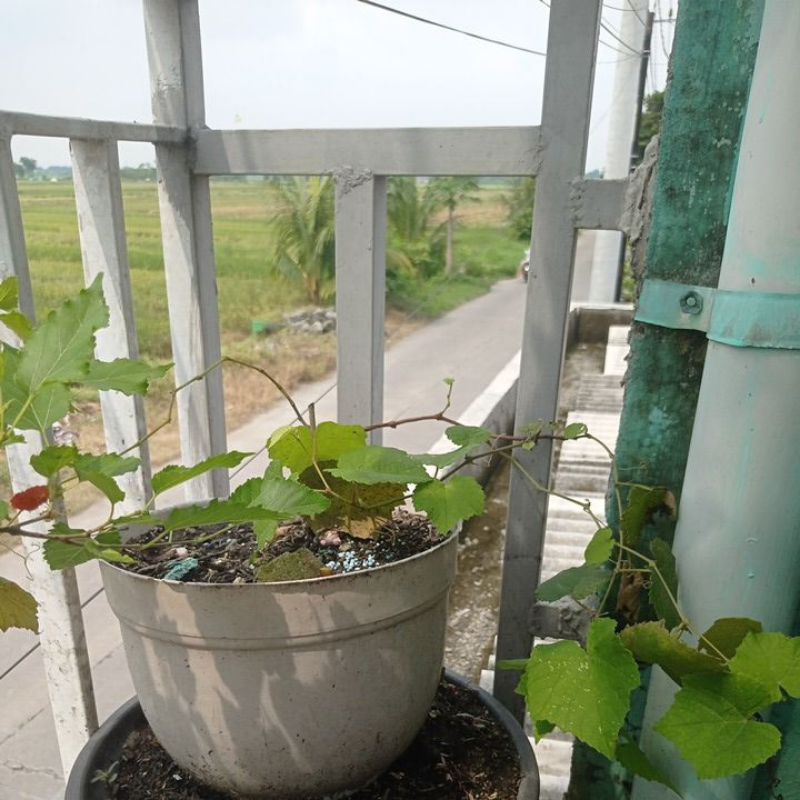 

Bibit Buah Anggur Red Merah Manis