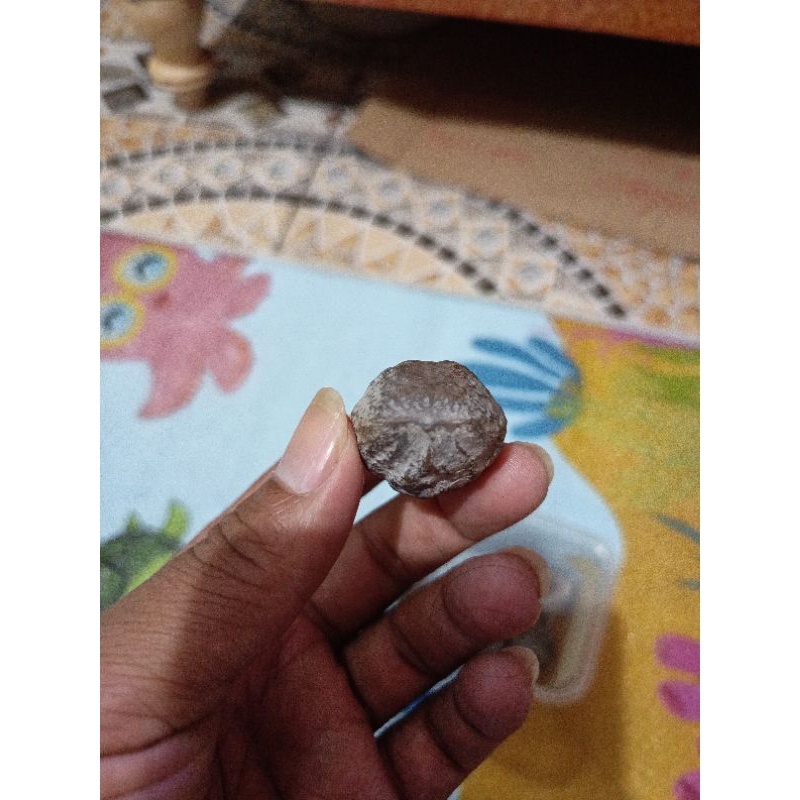 muncang aduan jayanti anak pait si bebeb