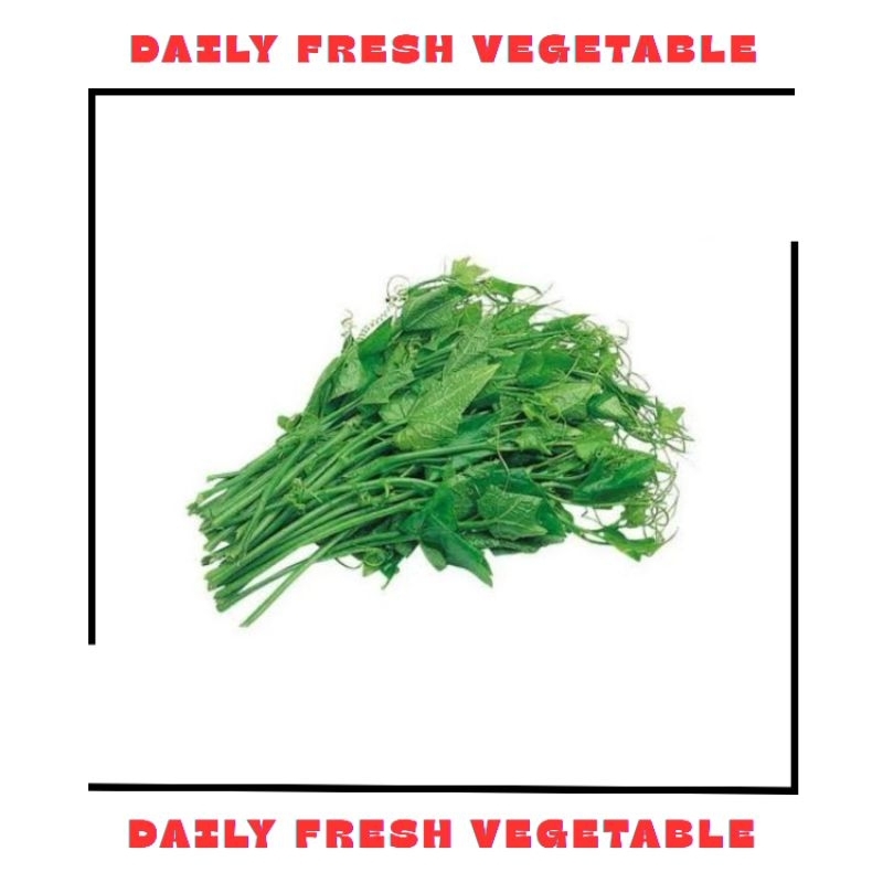 

Pucuk Labu Fresh 1 Ikat