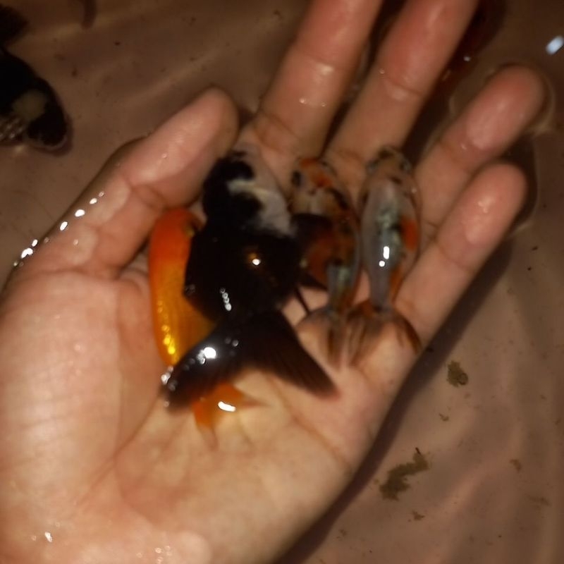 paket herbal panda trikaler campur ranchu