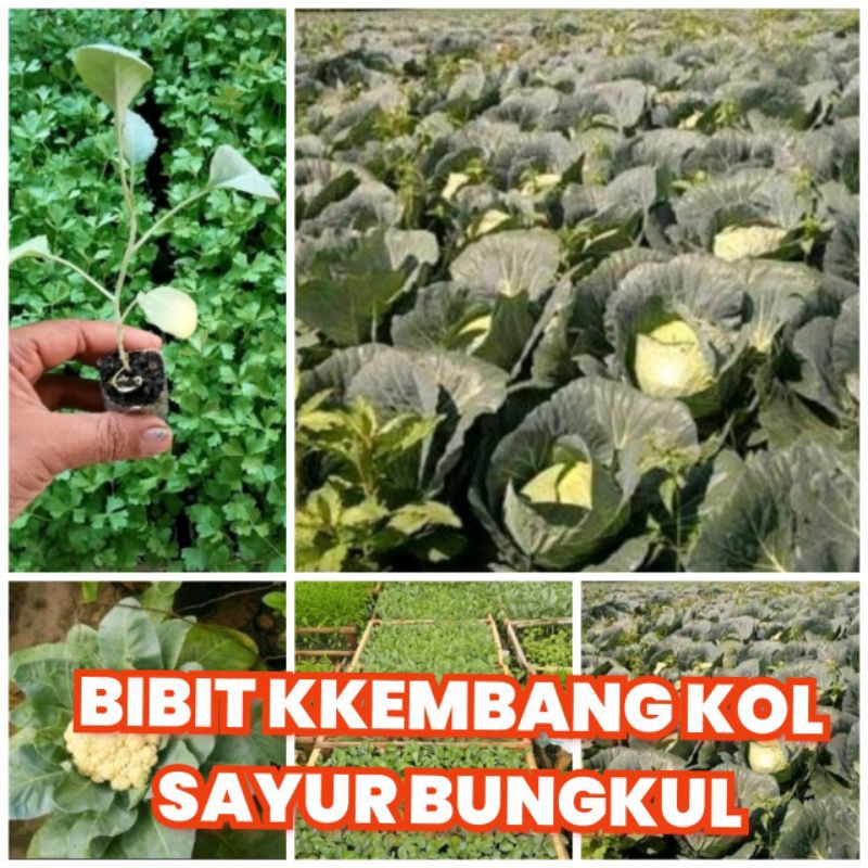 Bibit bunga kol kembang bungkul sayur kol
