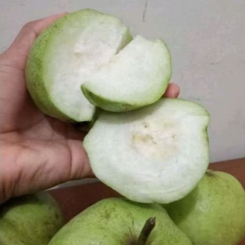 

Buah Jambu Kristal berat1kg jamkris