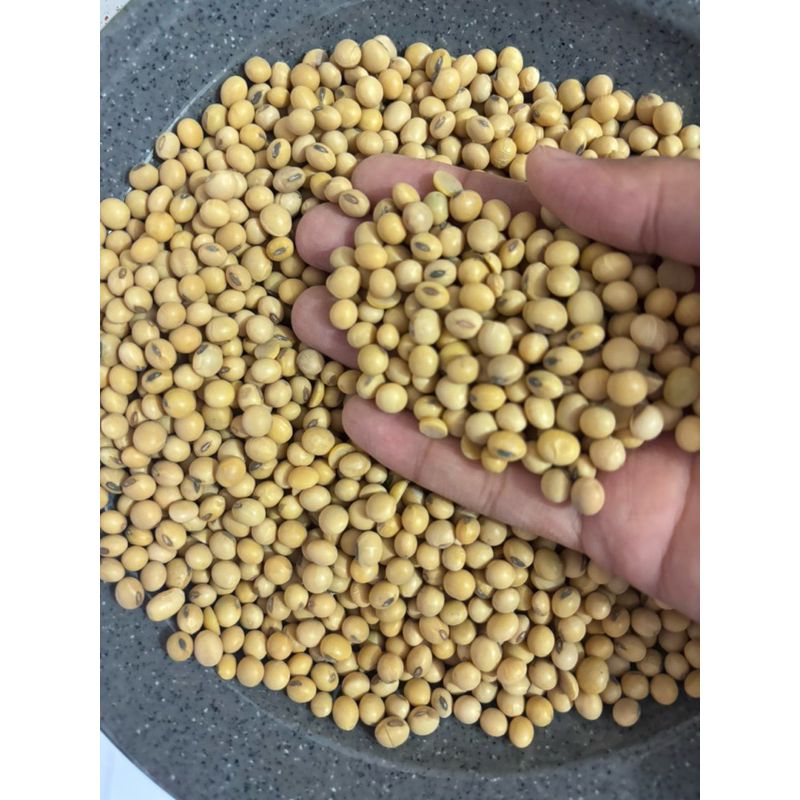 

KACANG KEDELAI GCU USA SUPER 500g dan 1kg