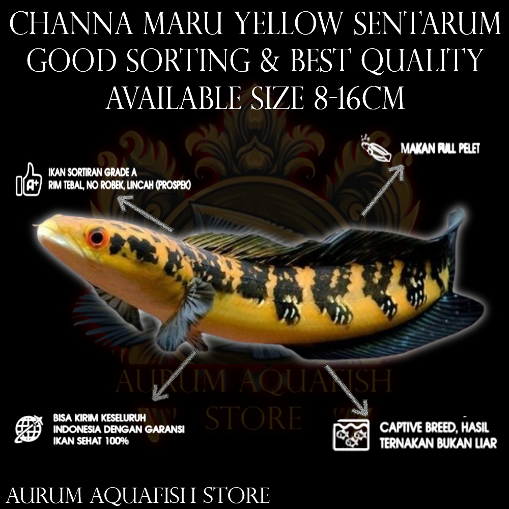 Stiker Tempel Channa Maru Yellow Sentarum Bahan Progres Grade A+ -  Channa Gabus Hias - Aurum Aquafi