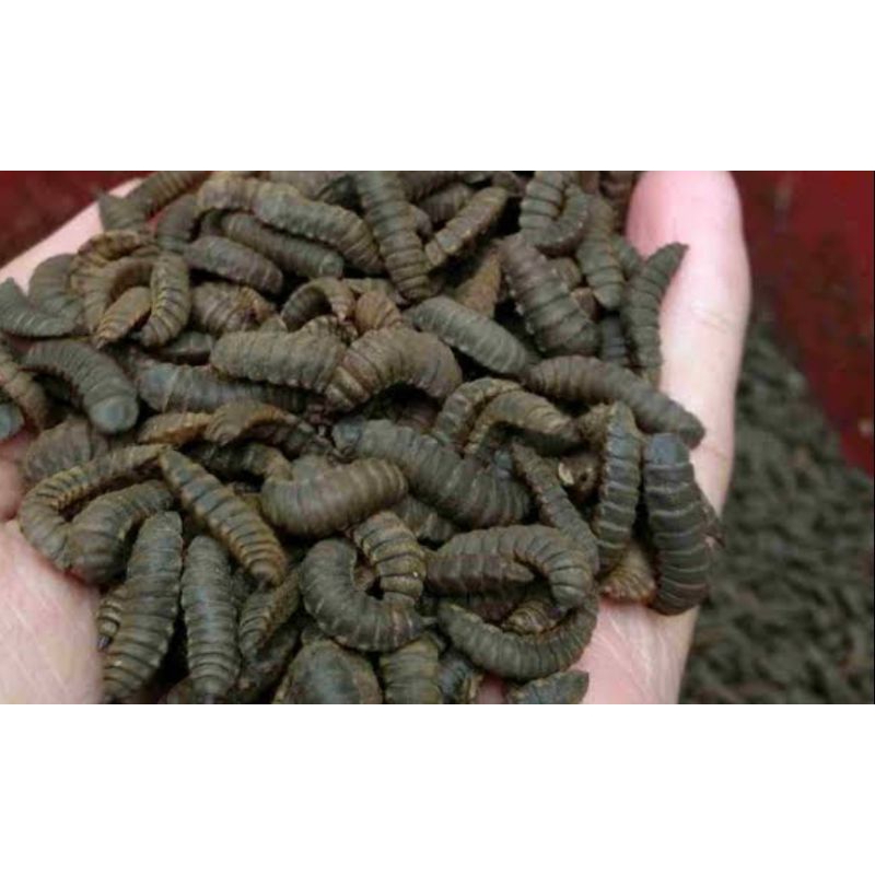 chat toko sebelum membeli. pre pupa magot premium