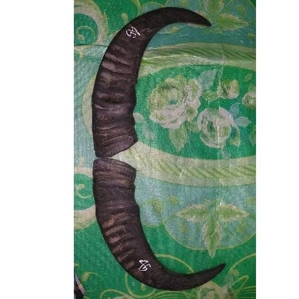 Tanduk kerbau bantengan