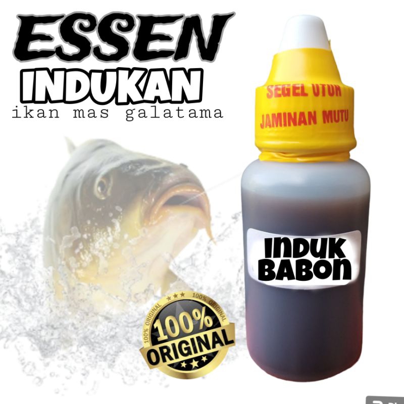essen induk babon ikan mas lomba galapung