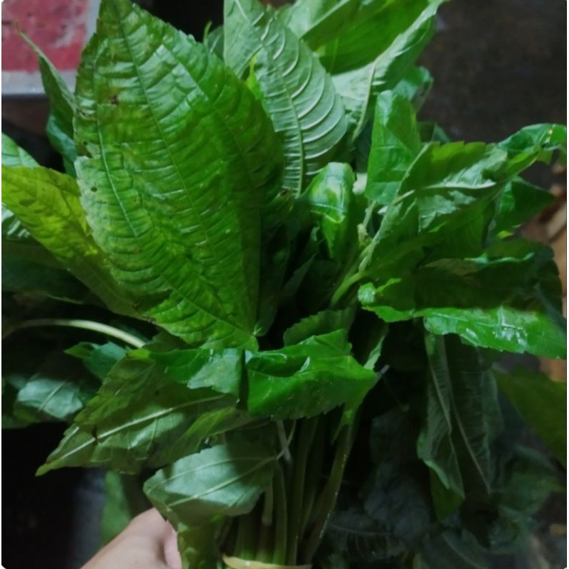 

Daun Poh-Pohan Lalapan Segar 250gram