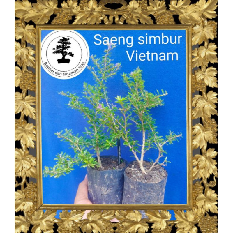 Saeng Simbur Super Mikro Vietnam