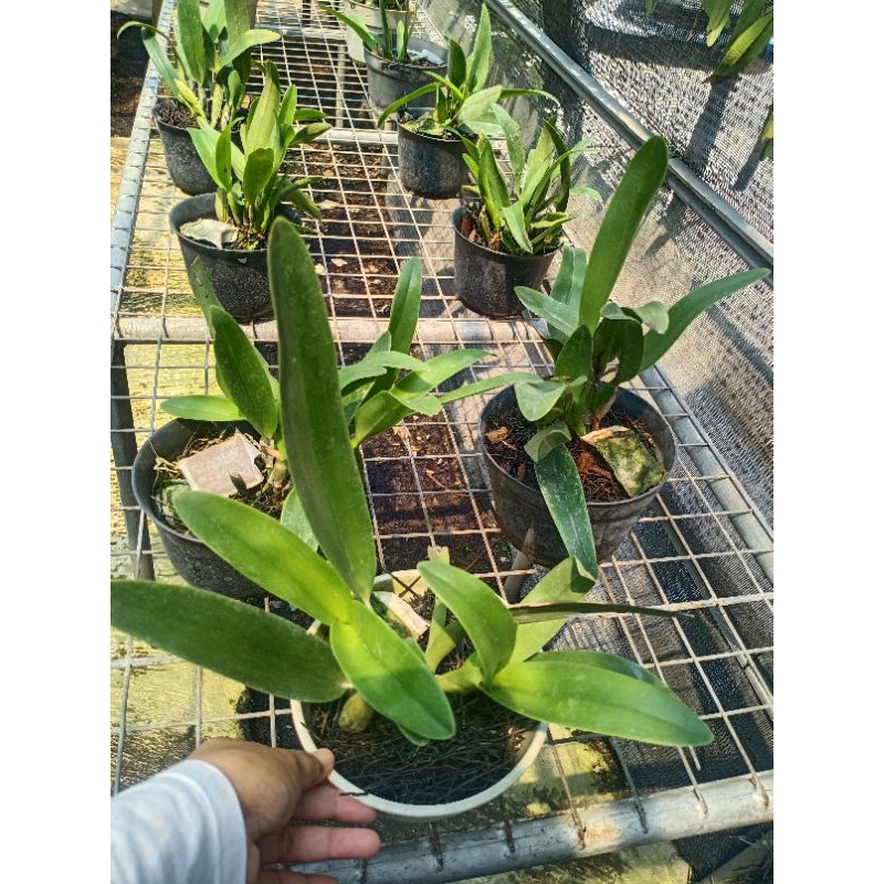 Anggrek Cattleya mantini dewasa