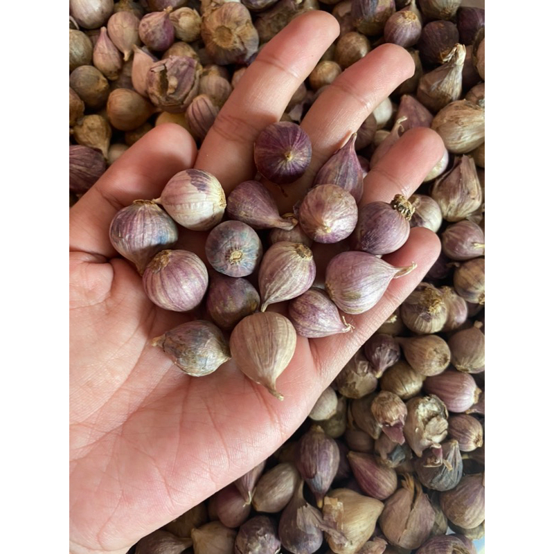 

bawang putih tunggal atau bawang lanang uk 100g