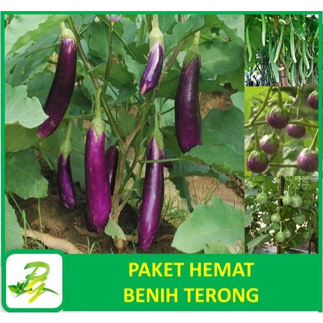 PEERINA PAKET BENIH TERONG : Terong Ungu Terong Bulat Hijau Terong Telunjuk Terong Bulat Ungu