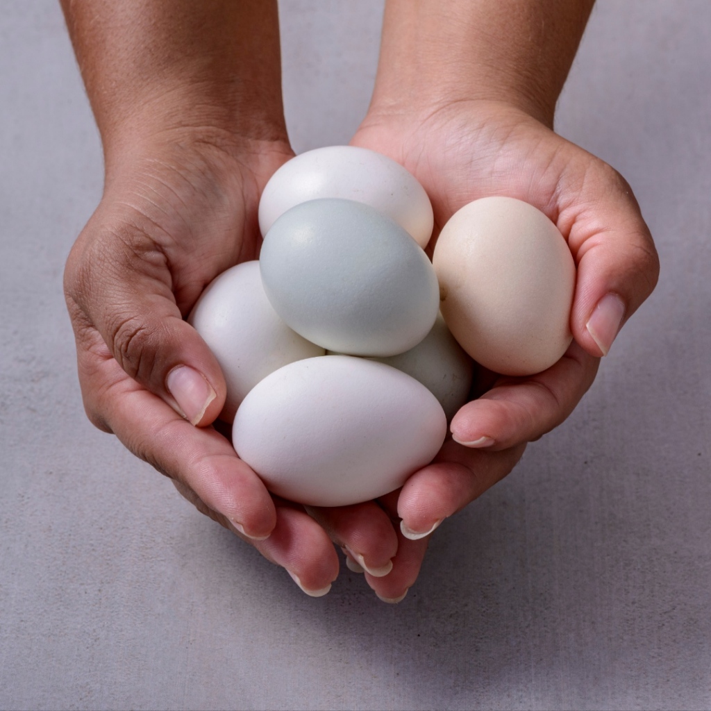 

Telur Ayam Kampung Omega Fresh- Kampoeng Sejati