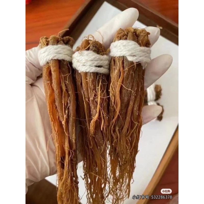 

Akar Ginseng Merah Korea