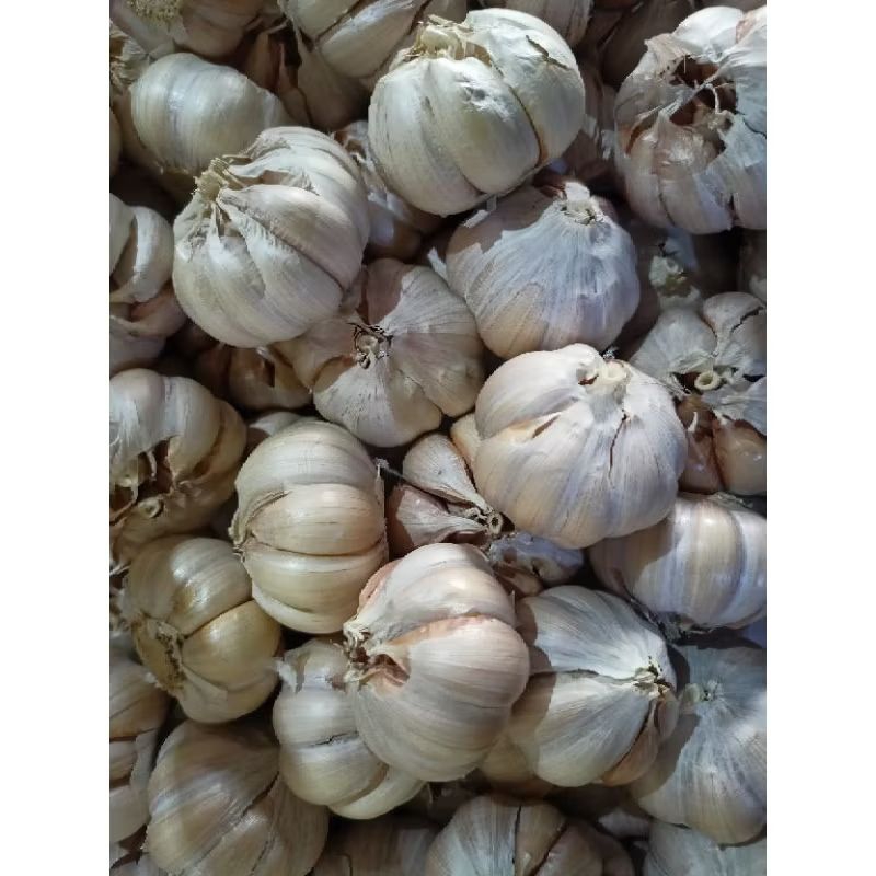 

Bawang Sinco 1kg