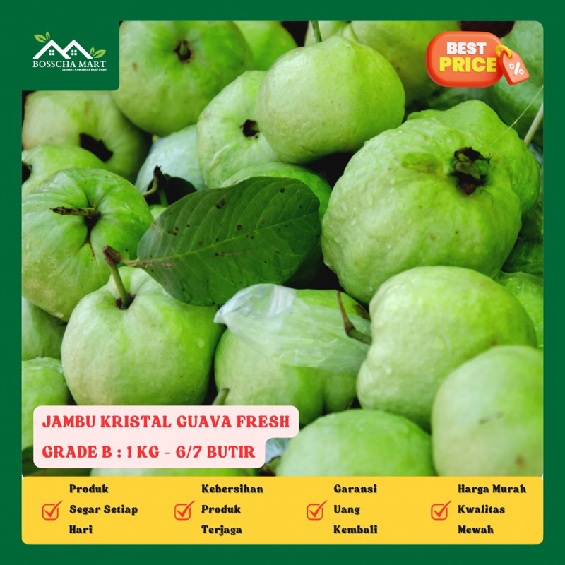 

Jambu Kristal - Buah Jambu Kristal Fresh - GRADE B