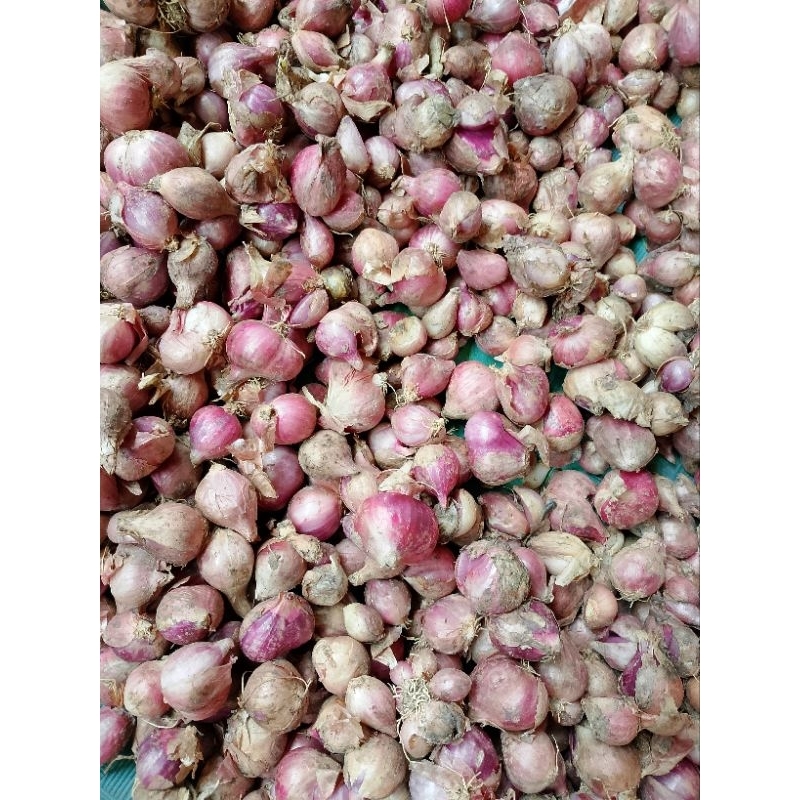 

bawang merah garing
