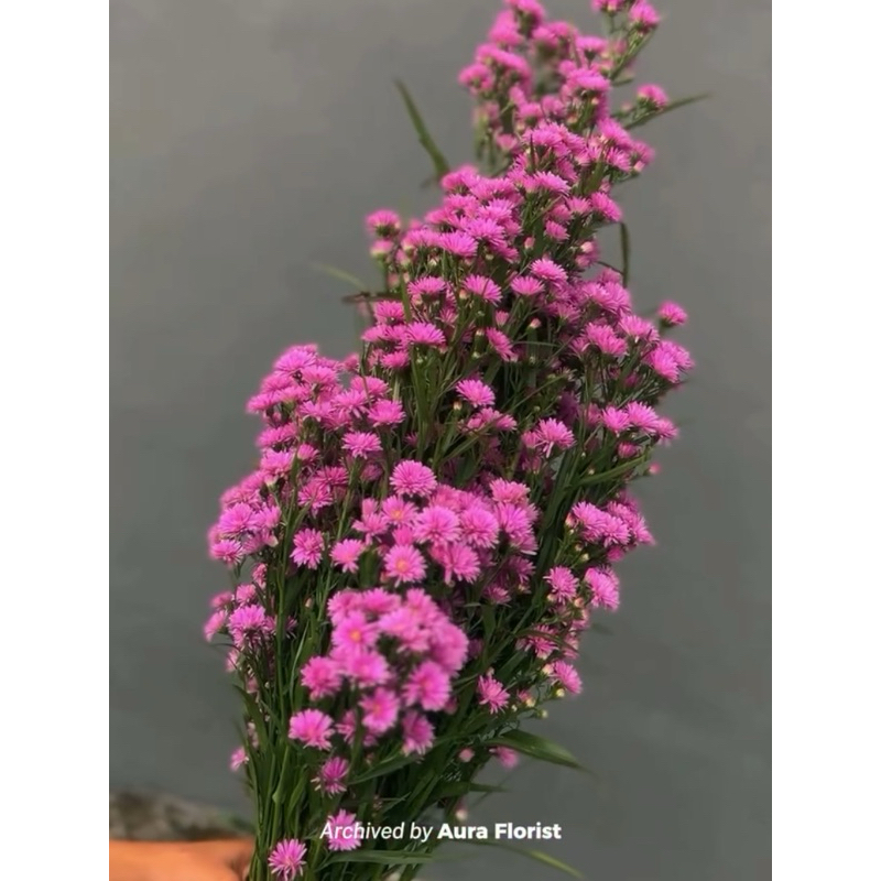 Bunga Pikok Potong Segar Warna Ungu