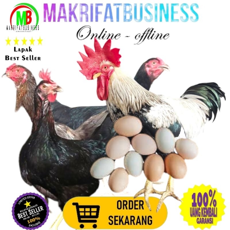 

MAKRIFATBUSINESS Paket 6 Pcs TELUR FERTIL AYAM KUB2 Jalur PETELUR FI MURNI KUB2 Perent Stock Bisa Ditetaskan Kembali Kwalitas Super Jaminan Menetas Hasil Peternak Profesional