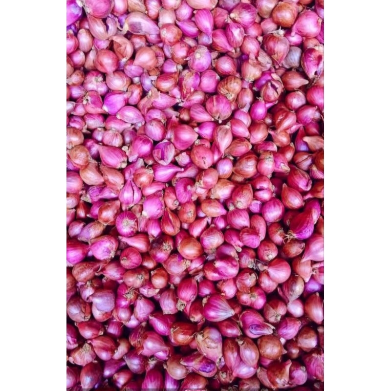 

Bawang merah Brambang super