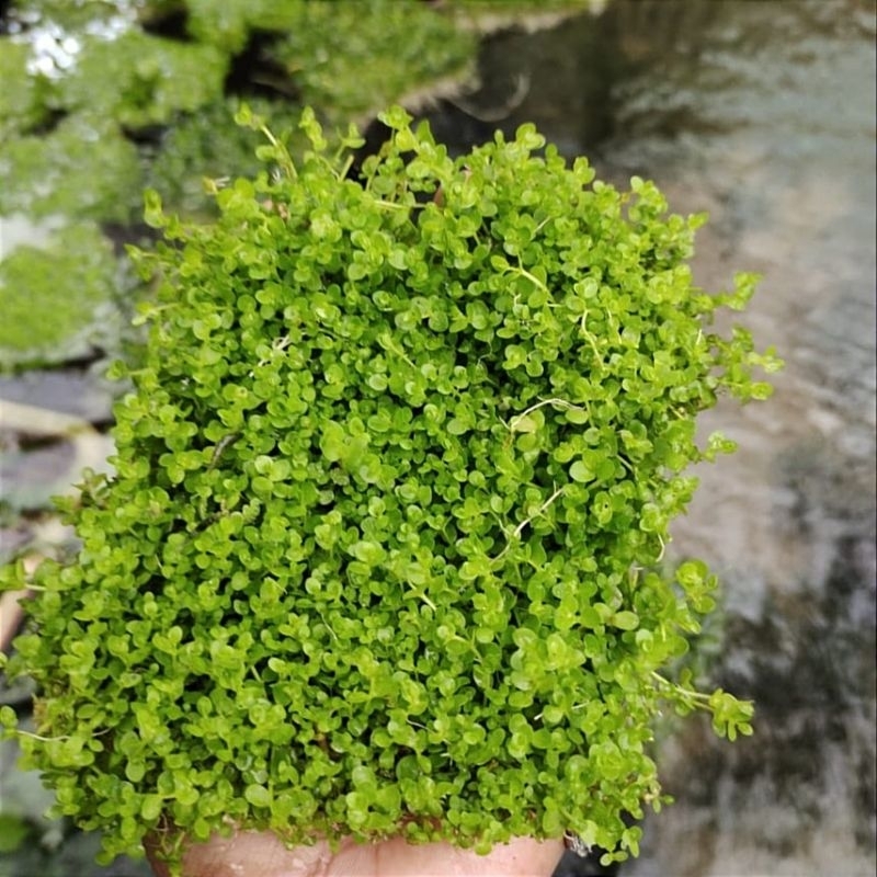 monte carlo carpetan aquascape