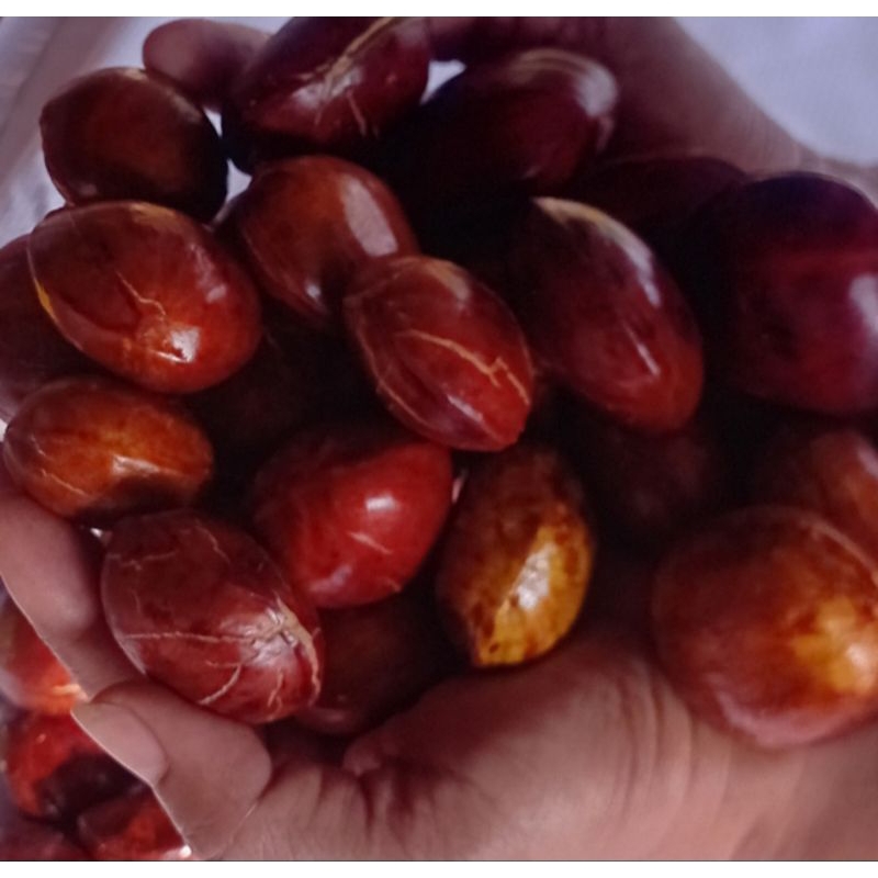 JENGKOL TUA JENGKOL ASLI PADANG 800 GR