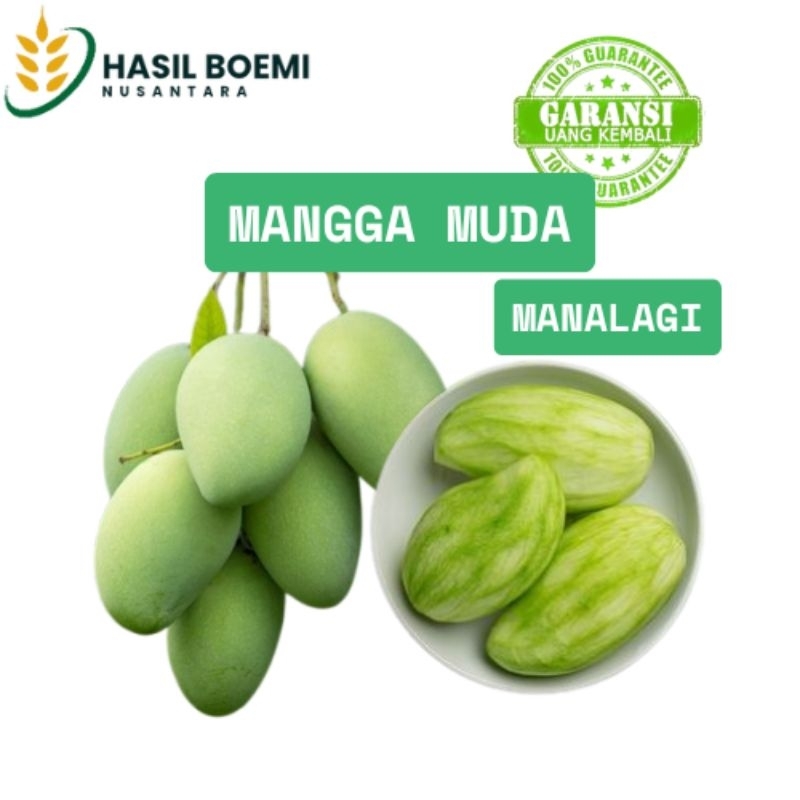 Mangga Muda Manalagi 1Kg / Mangga Pencit Rujak