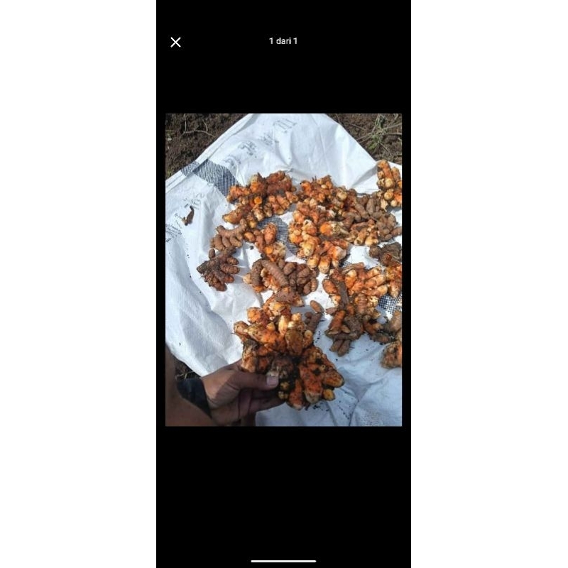 

Kunyit/Kunir Segar Bersih Sudah diCuci Asli Wonogiri